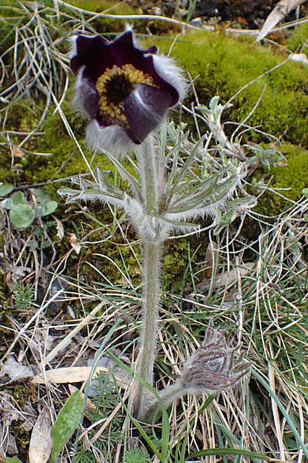 Pulsatilla montana subsp. montana \ Berg-Kuhschelle / Mountain Pasque-Flower, F Champcella 29.4.2023