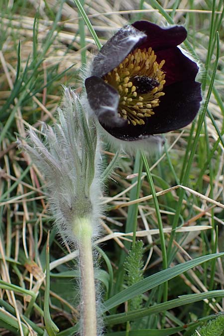 Pulsatilla montana subsp. montana \ Berg-Kuhschelle / Mountain Pasque-Flower, F Champcella 29.4.2023