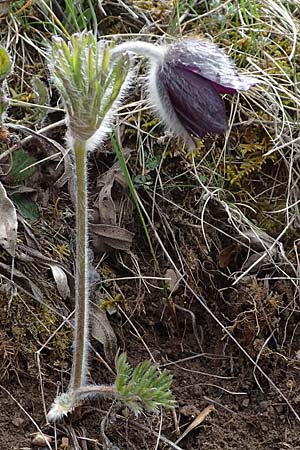 Pulsatilla montana subsp. montana \ Berg-Kuhschelle / Mountain Pasque-Flower, F Champcella 29.4.2023