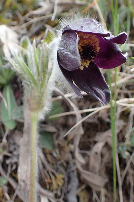 Pulsatilla montana subsp. montana \ Berg-Kuhschelle / Mountain Pasque-Flower, F Champcella 29.4.2023