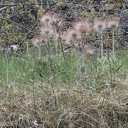 Pulsatilla montana subsp. montana \ Berg-Kuhschelle / Mountain Pasque-Flower, F Champcella 29.4.2023