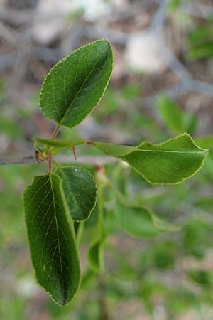 Prunus mahaleb \ Felsenkirsche, Stein-Weichsel / Saint Lucie Cherry, F Champcella 29.4.2023