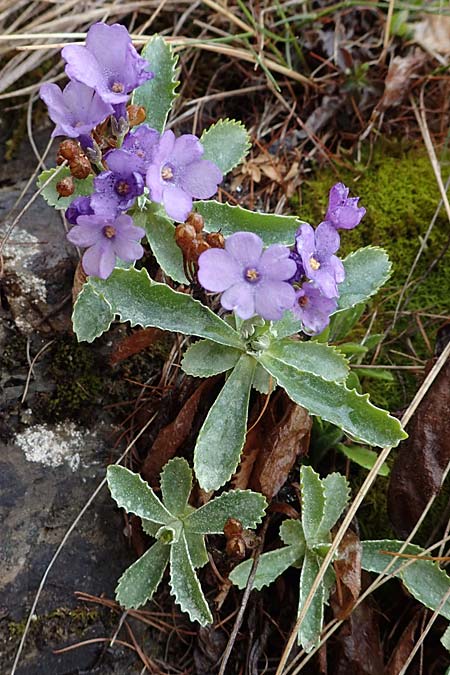 Primula marginata \ Gewelltrandige Primel / Marginate Primrose, F L'Authion 1.5.2023