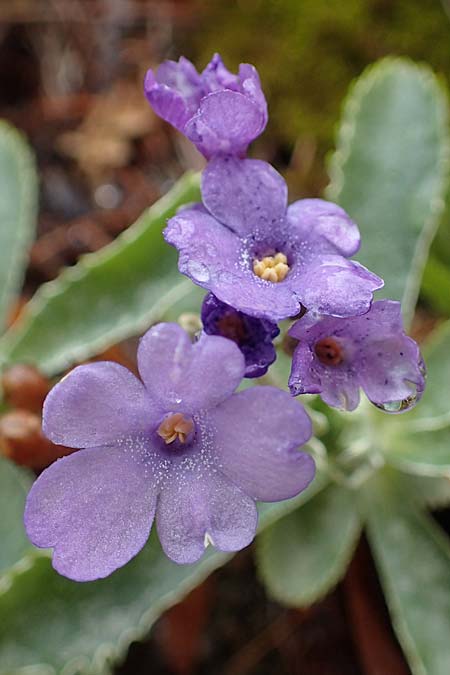 Primula marginata \ Gewelltrandige Primel / Marginate Primrose, F L'Authion 1.5.2023