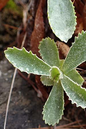 Primula marginata \ Gewelltrandige Primel / Marginate Primrose, F L'Authion 1.5.2023