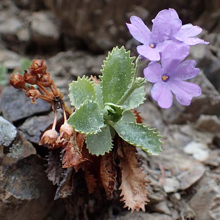Primula marginata \ Gewelltrandige Primel / Marginate Primrose, F L'Authion 1.5.2023