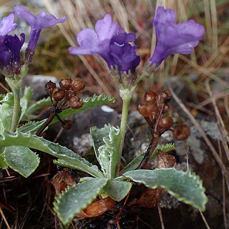 Primula marginata \ Gewelltrandige Primel / Marginate Primrose, F L'Authion 1.5.2023