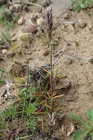 Poa bulbosa \ Knolliges Rispengras / Bulbous Meadow Grass, F St. Martin-de-Crau 17.3.2024