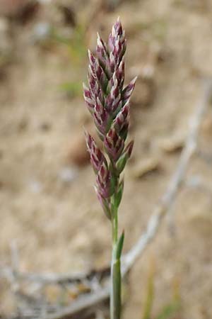 Poa bulbosa \ Knolliges Rispengras / Bulbous Meadow Grass, F St. Martin-de-Crau 17.3.2024