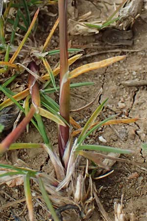 Poa bulbosa \ Knolliges Rispengras / Bulbous Meadow Grass, F St. Martin-de-Crau 17.3.2024