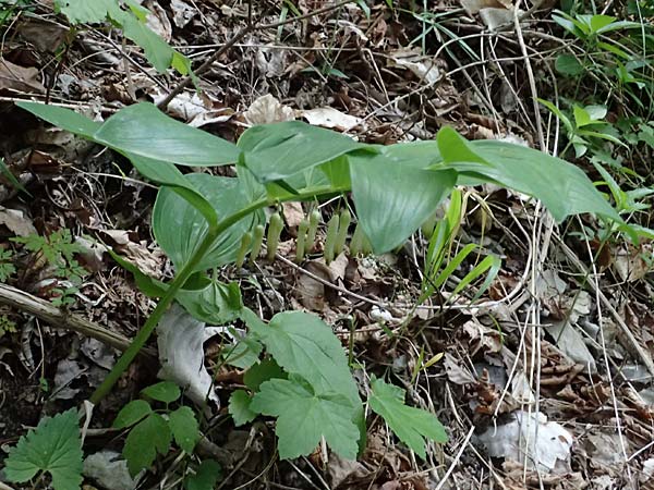 Polygonatum multiflorum \ Vielbl�tiges Salomonssiegel, Vielbl�tige Wei�wurz / Solomon's Seal, F Tende 17.5.2026