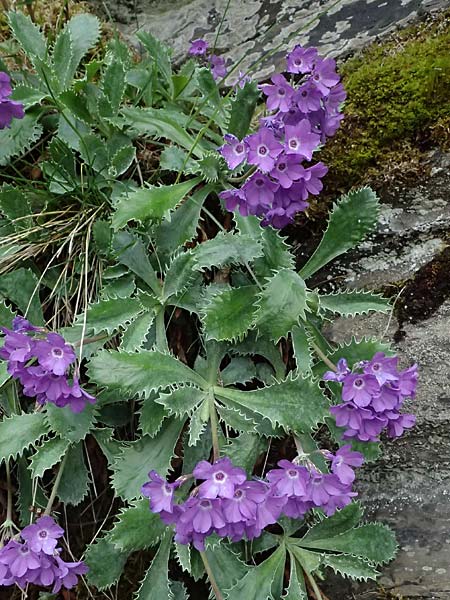 Primula marginata \ Gewelltrandige Primel / Marginate Primrose, F L'Authion 18.5.2026