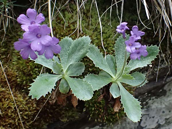 Primula marginata \ Gewelltrandige Primel / Marginate Primrose, F L'Authion 18.5.2026