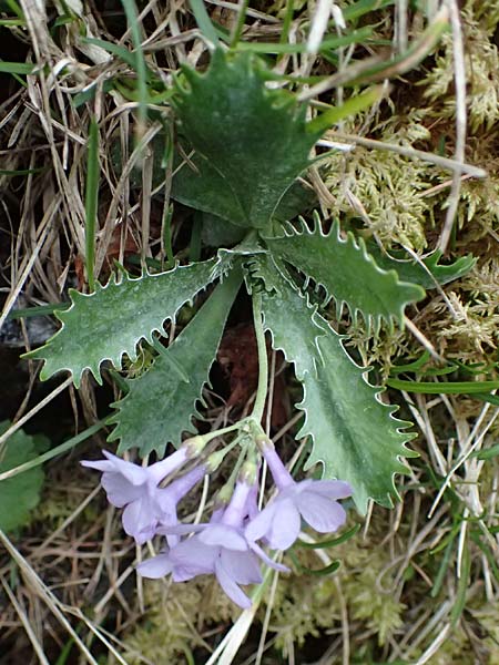 Primula marginata \ Gewelltrandige Primel / Marginate Primrose, F L'Authion 18.5.2026