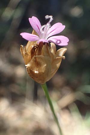 Petrorhagia nanteuilii \ Nanteuils Felsennelke / Childing Pink, F Pyren&auml;en/Pyrenees, Molitg-les-Bains 23.7.2018