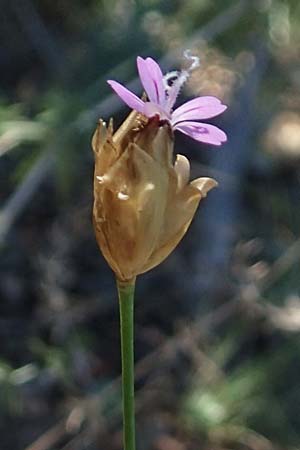 Petrorhagia nanteuilii \ Nanteuils Felsennelke / Childing Pink, F Pyren&auml;en/Pyrenees, Molitg-les-Bains 23.7.2018