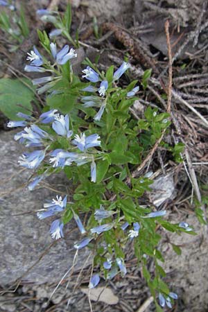 Polygala vulgaris \ Gewhnliche Kreuzblume, Gewhnliches Kreuzblmchen / Common Milkwort, F Allevard 11.6.2006