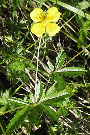 Potentilla erecta \ Blutwurz / Tormentil, F Allevard 11.6.2006