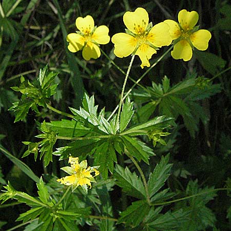 Potentilla erecta \ Blutwurz / Tormentil, F Allevard 11.6.2006