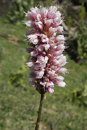 Bistorta officinalis \ Schlangen-Knterich / Common Bistort, F Pyrenäen/Pyrenees, Eyne 9.8.2006
