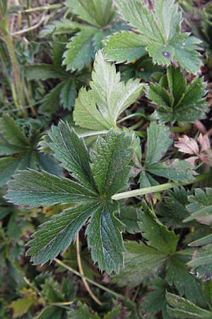 Potentilla aurea \ Gold-Fingerkraut / Golden Cinquefoil, F Pyrenäen/Pyrenees, Eyne 9.8.2006