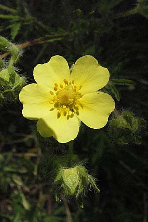 Potentilla pedata \ Langhaar-Fingerkraut, Fublttriges Fingerkraut / Long-Haired Cinquefoil, F Maures, Bois de Rouquan 12.5.2007