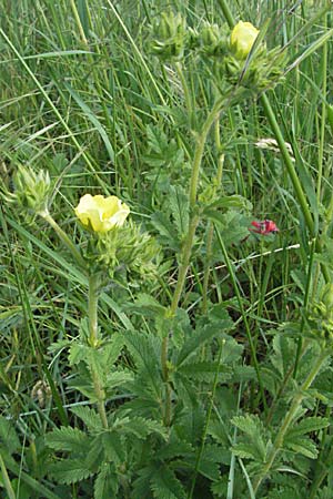 Potentilla recta \ Aufrechtes Fingerkraut, Hohes Fingerkraut / Sulphur Cinquefoil, F Causse du Larzac 15.5.2007