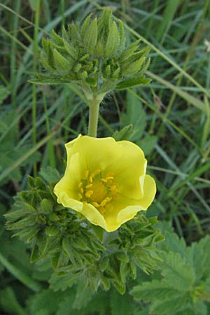 Potentilla recta \ Aufrechtes Fingerkraut, Hohes Fingerkraut / Sulphur Cinquefoil, F Causse du Larzac 15.5.2007