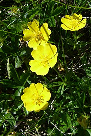 Potentilla aurea \ Gold-Fingerkraut / Golden Cinquefoil, F Col de Saisies 21.6.2008