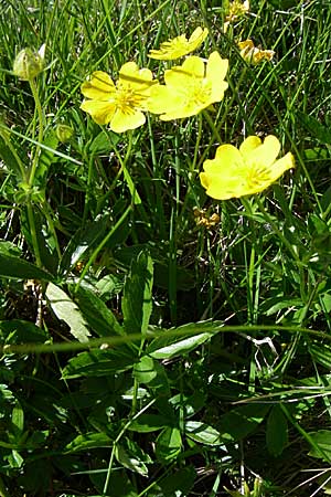 Potentilla aurea \ Gold-Fingerkraut / Golden Cinquefoil, F Col de Saisies 21.6.2008