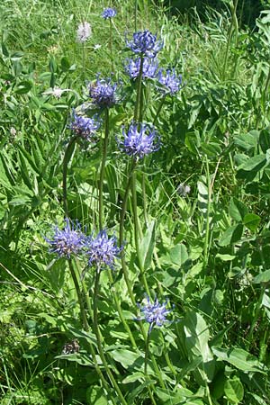 Phyteuma orbiculare \ Kugel-Rapunzel / Round-Headed Rampion, F Col Agnel 22.6.2008