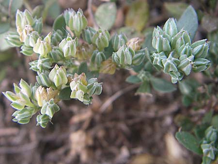 Polycarpon tetraphyllum \ Vierblttriges Nagelkraut / Four-Leaved Allseed, F Toreilles 24.6.2008