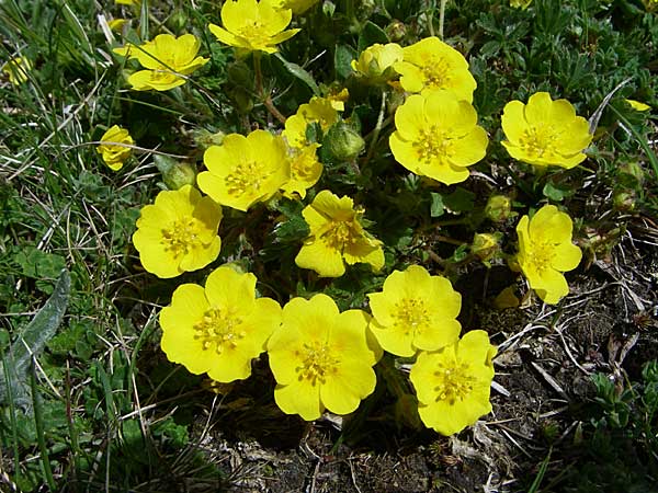 Potentilla aurea \ Gold-Fingerkraut / Golden Cinquefoil, F Pyrenäen/Pyrenees, Eyne 25.6.2008