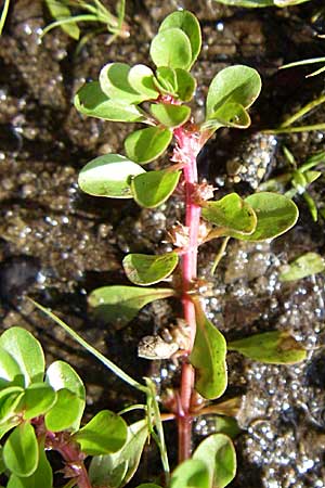 Lythrum portula \ Sumpfquendel / Water Purslane, F Vogesen/Vosges, Lac de la Lauch 3.8.2008