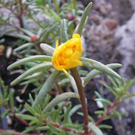 Portulaca grandiflora \ Portulak-R&ouml;schen / Rose Moss, F Cirque de Navacelles 30.5.2009