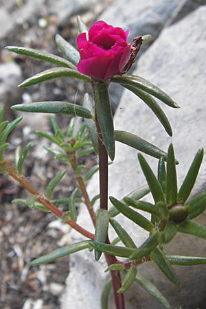Portulaca grandiflora \ Portulak-R&ouml;schen / Rose Moss, F Cirque de Navacelles 30.5.2009