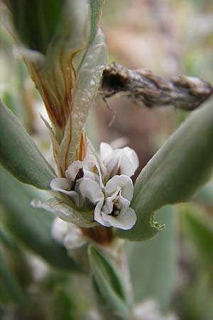 Polygonum maritimum \ Strand-Knterich / Sea Knotgrass, F Sète 4.6.2009