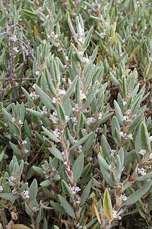 Polygonum maritimum \ Strand-Knterich / Sea Knotgrass, F Sète 4.6.2009