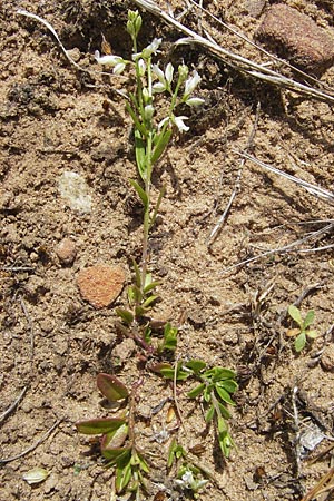 Polygala vulgaris \ Gewhnliche Kreuzblume, Gewhnliches Kreuzblmchen / Common Milkwort, F Bitche 10.7.2010