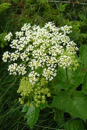 Peucedanum ostruthium \ Meisterwurz / Masterwort, F Col de la Bonette 8.7.2016