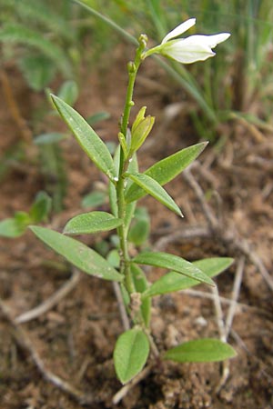 Polygala vulgaris \ Gewhnliche Kreuzblume, Gewhnliches Kreuzblmchen / Common Milkwort, F Bitche 24.7.2010