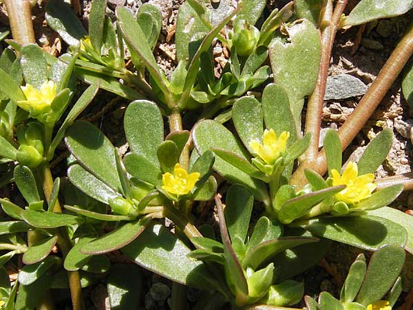 Portulaca oleracea agg. / Common Purslane, F Lauterbourg 8.9.2012
