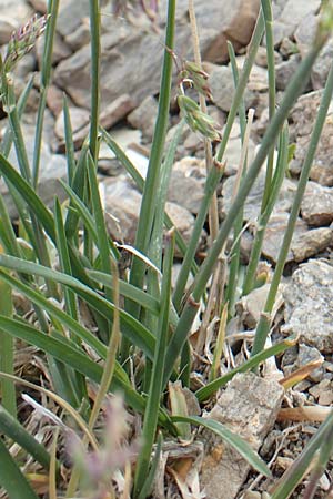 Poa molinerii \ Inneralpen-Rispengras / Molineri's Grass, F Col de la Bonette 8.7.2016
