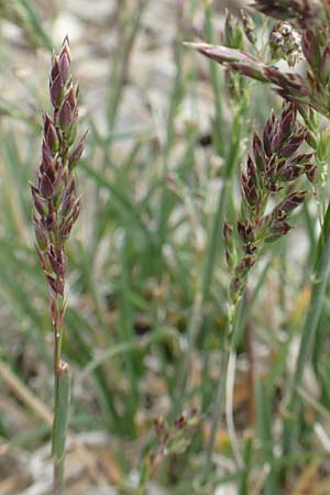 Poa molinerii \ Inneralpen-Rispengras / Molineri's Grass, F Col de la Bonette 8.7.2016