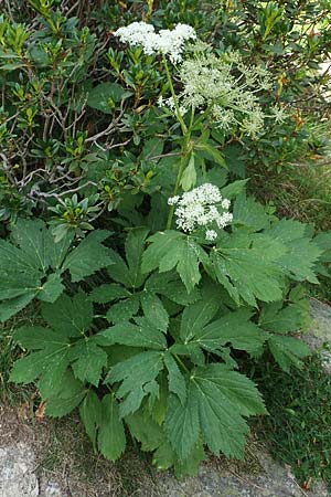 Peucedanum ostruthium \ Meisterwurz / Masterwort, F Pyrenäen/Pyrenees, Col de Mantet 28.7.2018