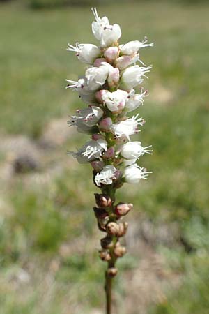 Bistorta vivipara \ Knllchen-Knterich / Alpine Bistort, F Pyrenäen/Pyrenees, Mont Louis 3.8.2018