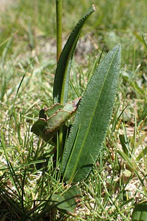 Bistorta vivipara \ Knllchen-Knterich / Alpine Bistort, F Pyrenäen/Pyrenees, Mont Louis 3.8.2018