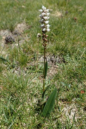 Bistorta vivipara \ Knllchen-Knterich / Alpine Bistort, F Pyrenäen/Pyrenees, Mont Louis 3.8.2018