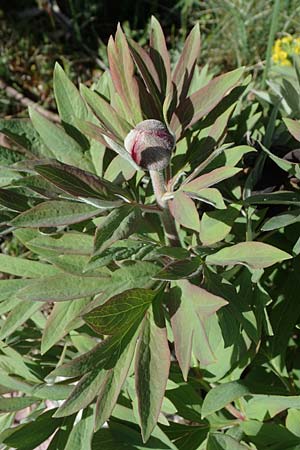 Paeonia officinalis subsp. huthii \ Zottige Pfingstrose / Villous Peony, F Caussols 2.5.2023