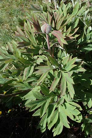 Paeonia officinalis subsp. huthii \ Zottige Pfingstrose / Villous Peony, F Caussols 2.5.2023